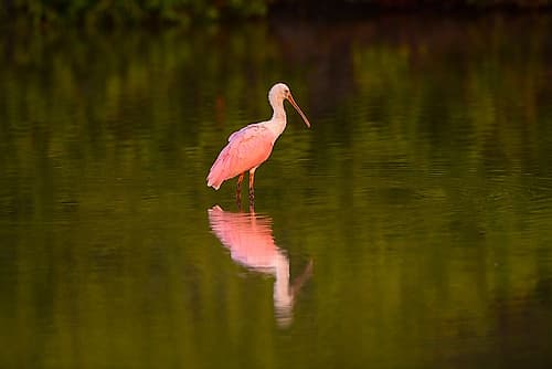 USA-Florida-Sarasota-Myakka River State Park-Wading Roseate Spoonbill Coastal Print